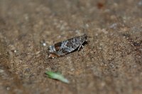 Ancylis achatana
