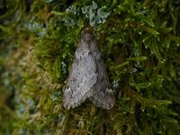Alsophila aescularia