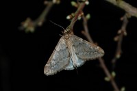 Alsophila aescularia