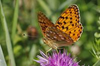 Speyeria aglaja