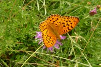 Speyeria aglaja