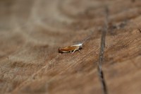 Argyresthia albistria