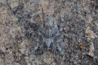 Apamea anceps