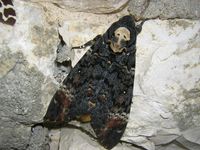 Acherontia atropos