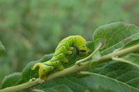 Acherontia atropos