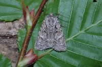 Acronicta auricoma