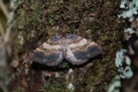 Earophila badiata