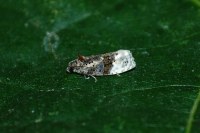 Apotomis betuletana
