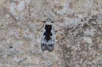 Anacampsis blattariella