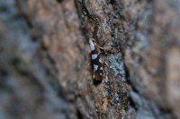 Argyresthia brockeella