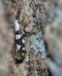 Argyresthia brockeella