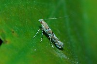 Acrocercops brongniardella