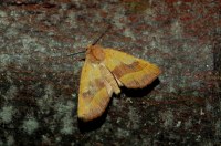 Atethmia centrago