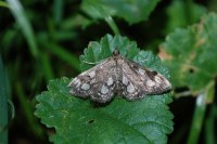 Anania coronata