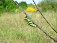 Aporia crataegi