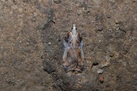 Acleris cristana
