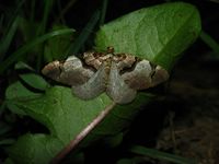 Anticlea derivata