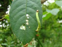 Anticlea derivata