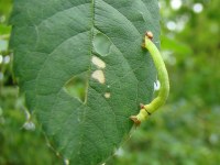 Anticlea derivata
