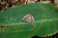 Archanara dissoluta