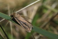 Archanara dissoluta