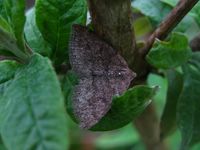 Aleucis distinctata