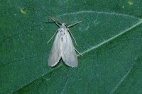 Acentria ephemerella