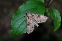 Apamea epomidion