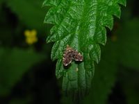 Anthophila fabriciana