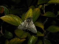 Achlya flavicornis