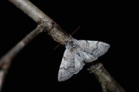 Achlya flavicornis