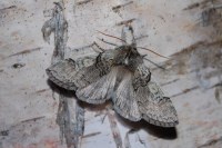 Achlya flavicornis