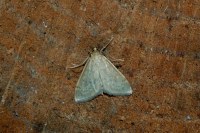 Anania fuscalis