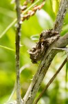 Autographa gamma