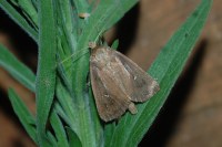 Lenisa geminipuncta