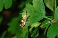 Alabonia geoffrella