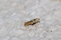 Argyresthia goedartella