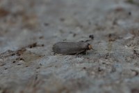 Achroia grisella