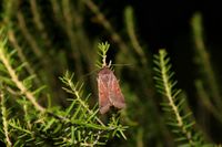 Anchoscelis haematidea