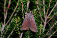 Anchoscelis haematidea