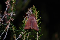 Anchoscelis haematidea