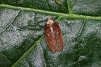 Acleris hastiana