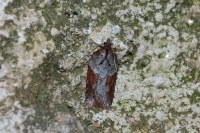 Acleris hastiana