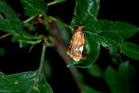Acleris holmiana
