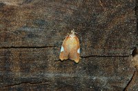 Acleris holmiana