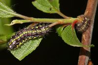 Aglaope infausta