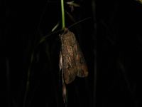 Agrotis ipsilon