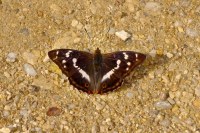 Apatura iris