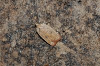 Agonopterix irrorata