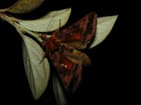 Autographa jota
